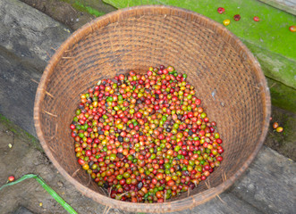 Kosz z ziarnami kawy na plantacji w Indonezji - Bali