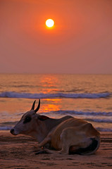 Święta krowa na plaży w Goa w Indiach, podczas zachodu Słońca - obrazy, fototapety, plakaty