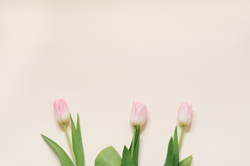 The concept of a spring morning. Pink tulips on a white background, top view with space for your text. Holiday card for mother's day, Valentine's day, March 8