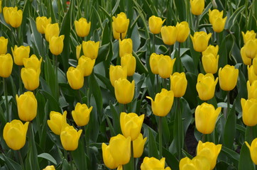 Abstract background of flowers. Close-up.