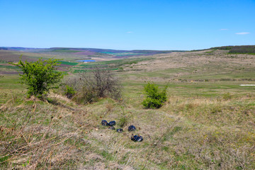 Garbage bags on the field