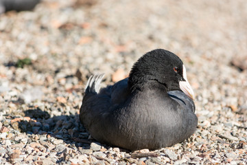 uccello