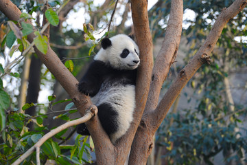 Cute giant panda bear climbing in tree