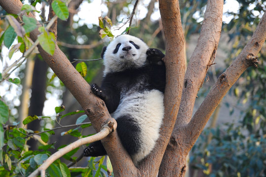 Cute giant panda bear climbing in tree