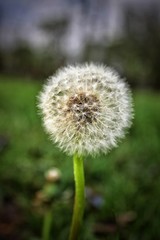 El diente de leon solitario