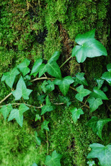 green leaves background