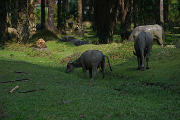 Naklejka na ściany i meble Buffalo family among green vegetation. Large well maintained bulls grazing in greenery, typical landscape of palm plantation in Malaysia. Agriculture concept, traditional livestock in Asia.