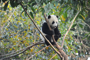 Cute giant panda bear climbing in tree