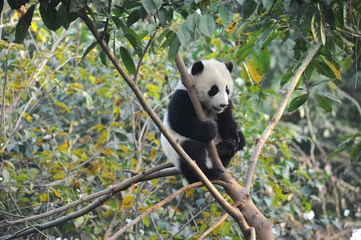 Gardinen Panda Cute giant panda bear climbing in tree  © wusuowei