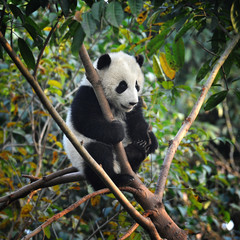Fototapeta premium Cute giant panda bear climbing in tree
