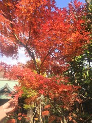 公園 紅葉 東京