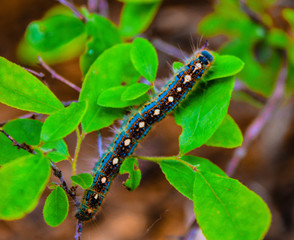 caterpillar on a branch