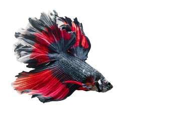 Siamese fighting fish.Multi color fighting fish isolated on black background.	