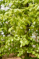 Fototapeta na wymiar Springtime, new and fresh green leaves