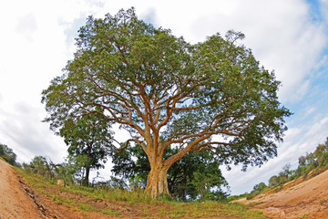Drzewo Baobab w Parku Krugera w Południowej Afryce - RPA - obrazy, fototapety, plakaty