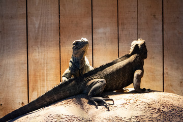 Couple d'Iguanes
