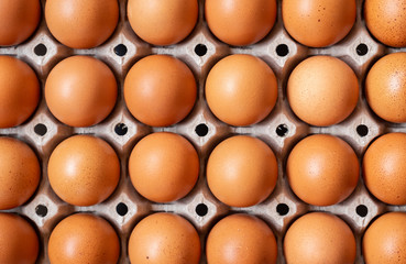 close up organic eggs on the tray. cheap healthy protein. fried egg is good for breakfast