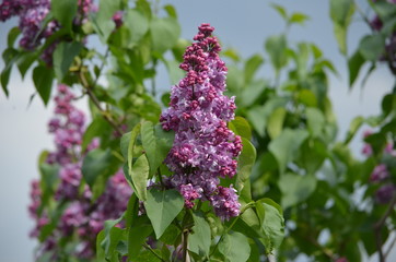 Abstract background of flowers. Close-up.