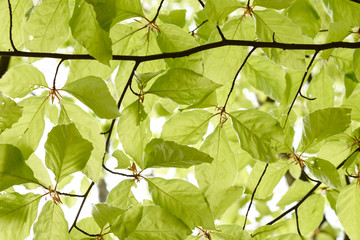 green leaves background