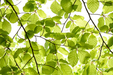 Fototapeta na wymiar Springtime beech leaves