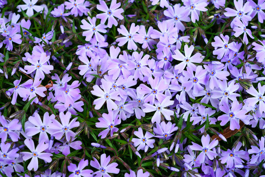 Blue creeping phlox subulata flowers in bloom