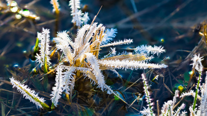 Morning ground frost in wet natural meadow. White icy crystals on grass blades. Sunlit hoarfrost on...