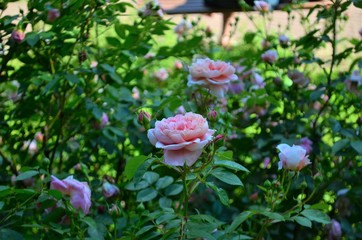 Abstract background of flowers. Close-up.