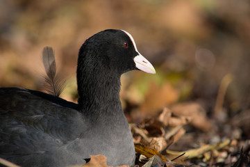 uccello