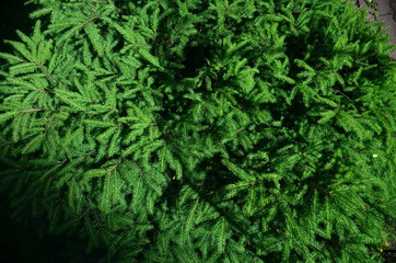 Abstract background of flowers. Close-up.