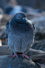 uccello