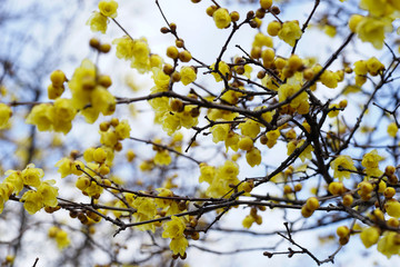 大連寺の蝋梅の花