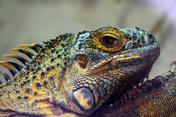 Tête d'un Iguane vert