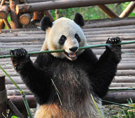 Cute giant panda bear eating bamboo © wusuowei
