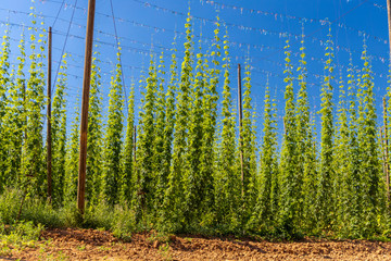 Hop field in Zatec region, Czech Republic
