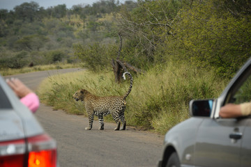 Fototapeta Lampart na drodze wśród ludzi w Południowej Afryce - RPA obraz