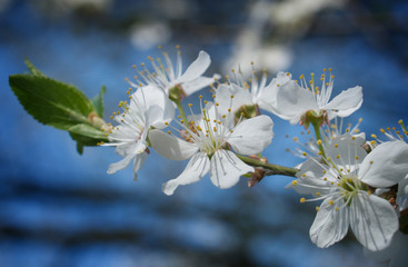 Wiosna - motyw kwitnącego drzewa