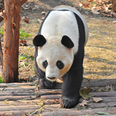 Giant panda bear going for a walk