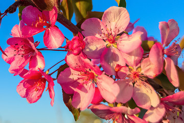 Blooming red flowers.