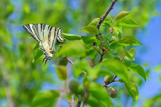 Separate butterfly swallowtail.
