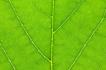 Natural green leaf texture background
