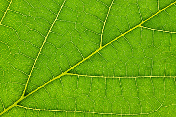 Natural green leaf texture background