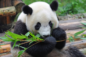 Cute giant panda bear eating bamboo