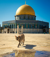Cat in front the dome of the rock