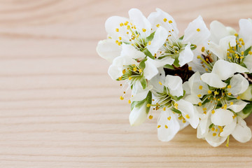 Blooming branch of cherry tree on a wooden background