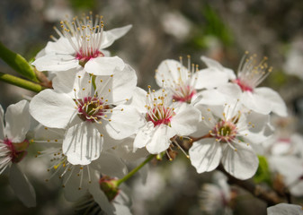 wiosna - biełe kwiaty na gałęzki drzewa