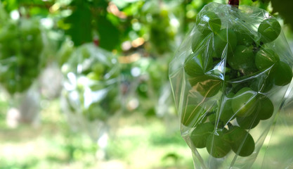 Obraz premium Grape harvest in Chichibu, JAPAN