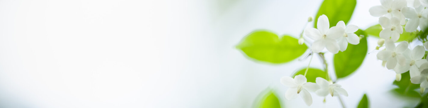 Fototapeta Close up of nature view white flower on blurred greenery background under sunlight with bokeh and copy space using as background natural plants landscape, ecology cover concept.
