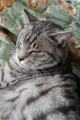 布団の上のサバトラ猫