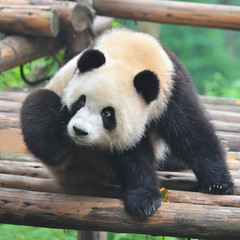 Adult giant panda bear