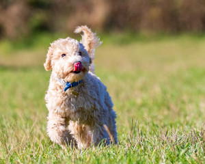 Portrait of poochon puppy running with his tang out and tail up on green grass in a park and looking into the camera